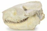 Pristine Fossil Oreodont (Merycoidodon) Skull - South Dakota #269604-1